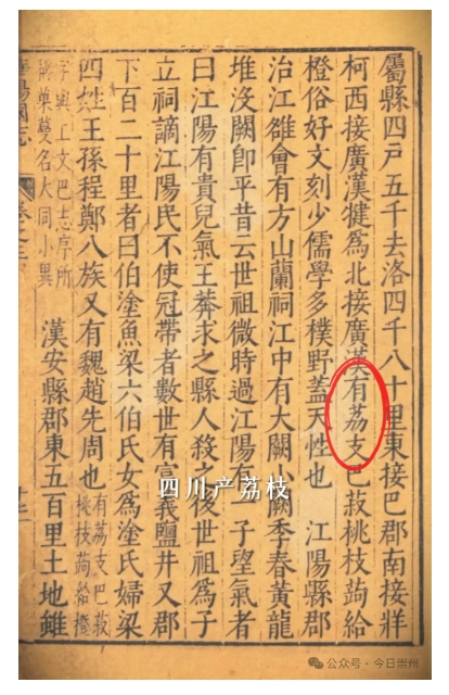 配资咨询平台 《华阳国志》记载了，四川真有荔枝！